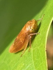 Rhytidodus decimusquartus