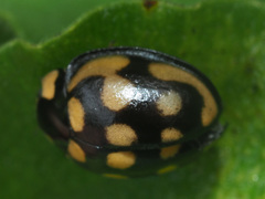 Cheilomenes sulphurea