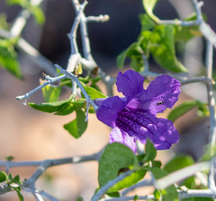 Ruellia californica peninsularis