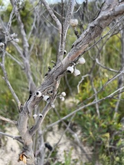 Eucalyptus stricta