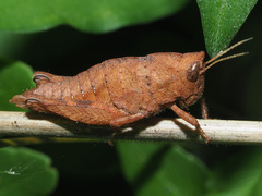 Thericleidae