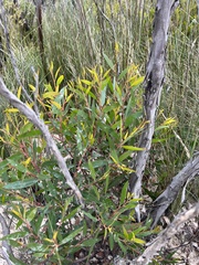 Eucalyptus stricta
