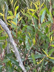 Eucalyptus stricta