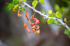 Pithecellobium keyense