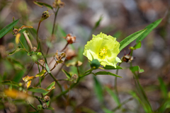 Cienfuegosia yucatanensis
