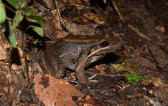 Leptodactylus bolivianus