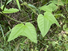 Passiflora rubra