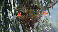 Vriesea rubra