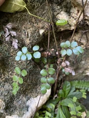 Anemia portoricensis