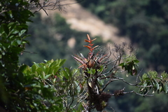 Vriesea rubra