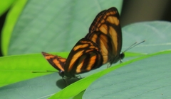 Lasippa tiga siaka