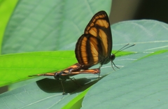 Lasippa tiga siaka