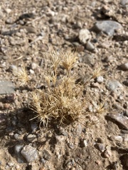 Dasyochloa pulchella