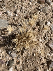 Dasyochloa pulchella