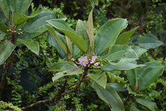 Blakea multiflora