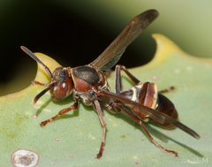 Polistes marginalis