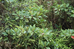 Blakea multiflora