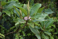 Blakea multiflora