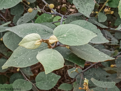 Capparicordis crotonoides