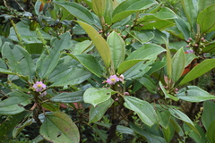 Blakea multiflora