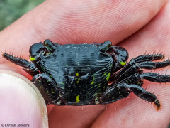 Pachygrapsus socius