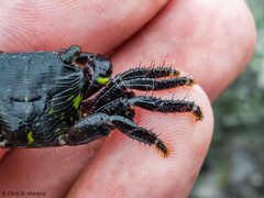 Pachygrapsus socius