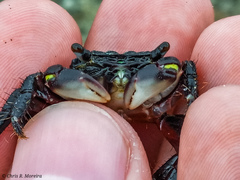 Pachygrapsus socius