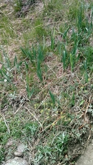 Iris missouriensis