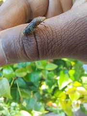 Homalodisca ichthyocephala