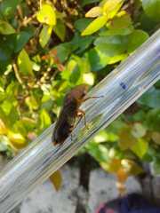 Homalodisca ichthyocephala