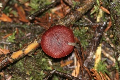 Cortinarius neosanguineus