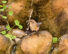 Setophaga coronata