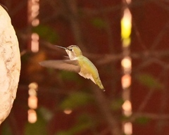 Calypte anna