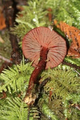 Cortinarius neosanguineus