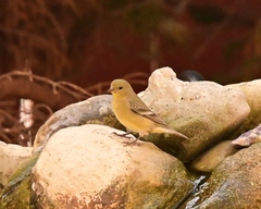 Spinus psaltria