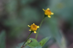 Acmella paniculata