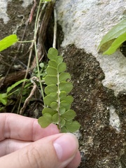 Anemia portoricensis