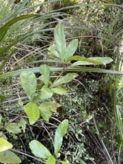 Alseuosmia macrophylla