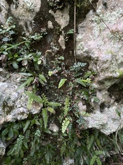 Anemia portoricensis