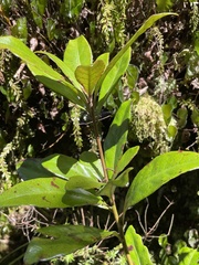 Alseuosmia macrophylla