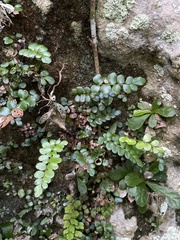 Anemia portoricensis