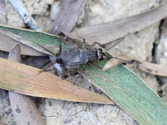 Comidoblemmus nipponensis