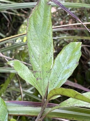 Alseuosmia macrophylla