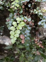 Anemia portoricensis