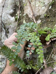 Anemia portoricensis