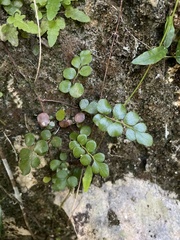 Anemia portoricensis