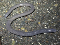 Dermophis