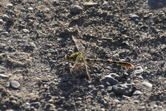 Erpetogomphus crotalinus