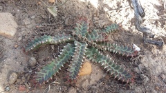 Euphorbia stellata