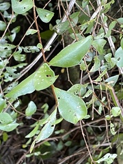 Metrosideros fulgens